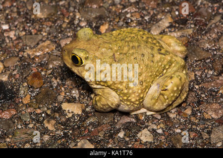 Eines erwachsenen männlichen Couch Spadefoot (Scaphiopus couchii) aus Pima County, Arizona, USA. Stockfoto