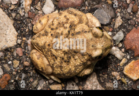 Ein jugendlicher Couch Spadefoot (Scaphiopus couchii) aus Pima County, Arizona, USA. Stockfoto