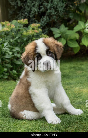 Porträt eines drei Monate alten Bernhardiner Welpen bin auna Kea in seinem Hof in Renton, Washington, USA Stockfoto