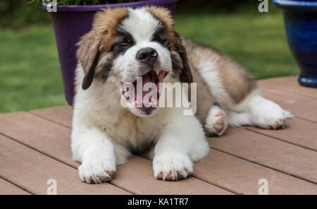 Drei Monate alten Bernhardiner Welpen bin auna Kea weit Gähnen, als er auf seinem Deck in Renton, Washington, USA ruht Stockfoto