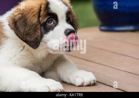 Drei Monate alten Bernhardiner Welpen bin auna Kea leckte sich die Lippen in Erwartung einer anderen Festlichkeit für gutes Verhalten, in Renton, Washington, USA Stockfoto