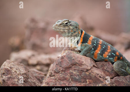 Eine Erwachsene Hündin Dickerson's Collared Lizard (Crotaphytus dickersonae) aus Sonora, Mexiko. Stockfoto