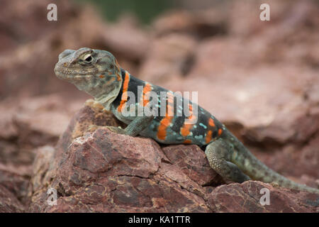 Eine Erwachsene Hündin Dickerson's Collared Lizard (Crotaphytus dickersonae) aus Sonora, Mexiko. Stockfoto