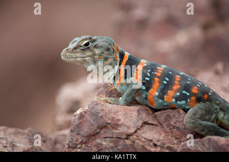 Eine Erwachsene Hündin Dickerson's Collared Lizard (Crotaphytus dickersonae) aus Sonora, Mexiko. Stockfoto