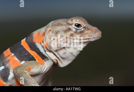 Eine Erwachsene Hündin Dickerson's Collared Lizard (Crotaphytus dickersonae) aus Sonora, Mexiko. Stockfoto