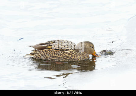 Stockente (Anas platyrhynchos) Henne füttern auf die Vegetation im See am Rande des Eis im Winter. Stockfoto