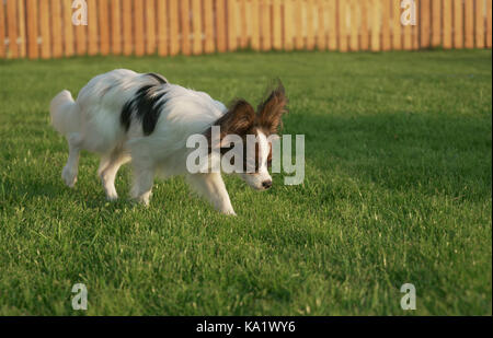 Schöne junge Rüde Continental Toy Spaniel Papillon auf grünen Rasen Stockfoto