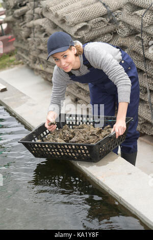 Weibliche Arbeitnehmer in Oyster Farm Stockfoto