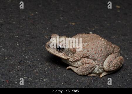 Eine rot-gepunktete Kröte (Anaxyrus punctatus) auf der Straße in der Nacht im Grand Staircase - Escalante National Monument in Utah, USA Stockfoto