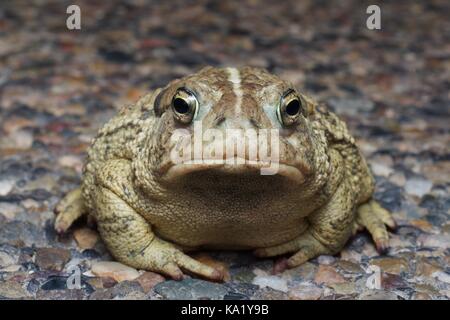 Ein Rocky Mountain Kröte (Anaxyrus woodhousii woodhousii) sitzt auf einer gepflasterten Straße bei Nacht im Grand Staircase - Escalante National Monument, Utah Stockfoto