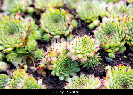 Sempervivum ist blühende Pflanze in der Crassulaceae-Familie, allgemein bekannt als Hauswurze. Sie sind saftige Stauden bildet büschelige, bestehend aus Matten Stockfoto