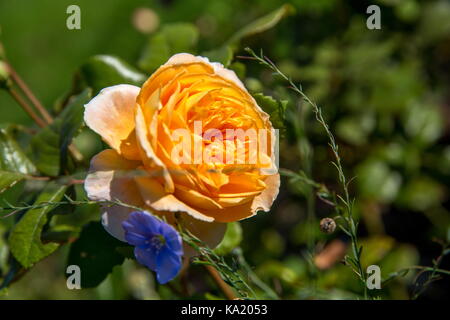 Blühende gelbe Rose im Garten an einem sonnigen Tag. Rose Crown Princess Margareta Stockfoto