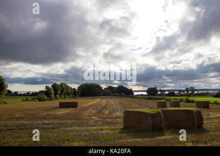Large field with haystacks under a cloudy sky on a cloudy day. Stockfoto