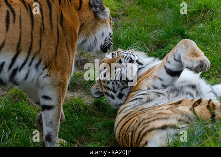 Sibirische Tiger close-up. Stockfoto