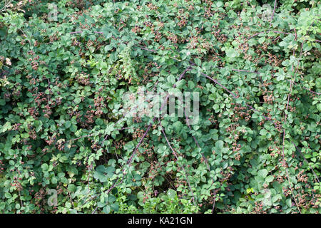 Wild Black Bush Stockfoto