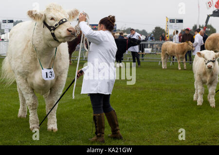 Charolais Kuh in einem Land anzeigen Stockfoto