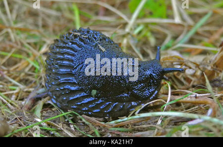 Einen gemeinsamen Garten Slug ist die schwarze Slug - Arion ater - eine große gastropode Weichtiere häufig in Gärten und auf Wiesen gesehen Nach dem Regen. Stockfoto