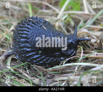 Einen gemeinsamen Garten Slug ist die schwarze Slug - Arion ater - eine große gastropode Weichtiere häufig in Gärten und auf Wiesen gesehen Nach dem Regen. Stockfoto