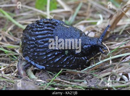 Einen gemeinsamen Garten Slug ist die schwarze Slug - Arion ater - eine große gastropode Weichtiere häufig in Gärten und auf Wiesen gesehen Nach dem Regen. Stockfoto