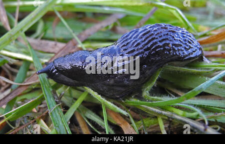 Einen gemeinsamen Garten Slug ist die schwarze Slug - Arion ater - eine große gastropode Weichtiere häufig in Gärten und auf Wiesen gesehen Nach dem Regen. Stockfoto