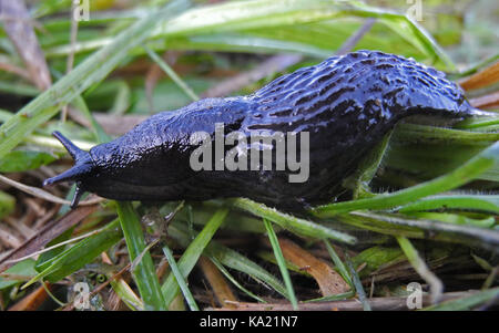 Einen gemeinsamen Garten Slug ist die schwarze Slug - Arion ater - eine große gastropode Weichtiere häufig in Gärten und auf Wiesen gesehen Nach dem Regen. Stockfoto