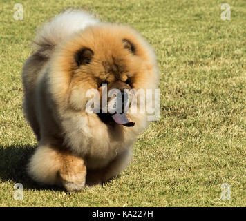 Reinrassige Chow Chow Hunde mit blauer Zunge laufen auf Gras Stockfoto