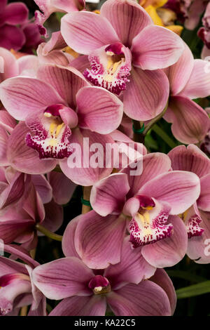 Rosa und weissen tropischen Cymbidium Orchidee Blüten Stockfoto