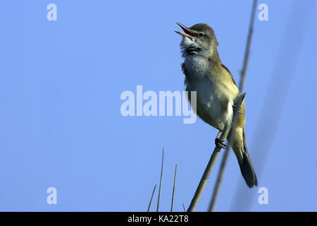 Drosseln Sie, Leitung Sänger, Acrocephalus Arundinaceus groß Rohrsänger, Vögel, Gesang, Querformat Stockfoto