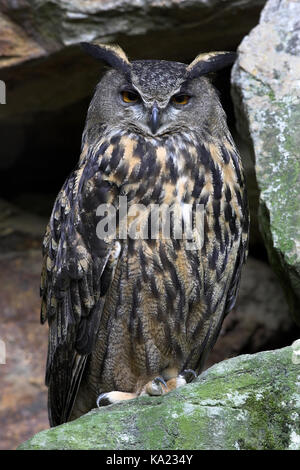 Uhu, Bubo Bubo, zum nördlichen Uhu, Vögel, Hochformat Stockfoto