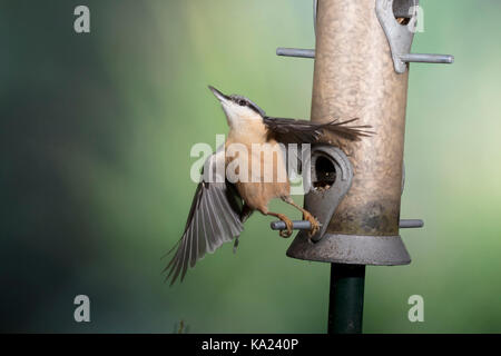 Kleiber (Sitta europaea) in einem Garten des Schrägförderers, Großbritannien Stockfoto