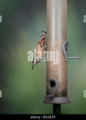 Kleiber (Sitta europaea) in einem Garten des Schrägförderers, Großbritannien Stockfoto