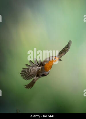 Robin im Flug (erithacus Rubecula), Shropshire Grenzen Stockfoto