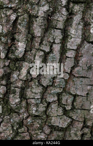 Gemeinsamen Ahorn, Acer Campestre, Feldahorn / Acer Campestre Stockfoto