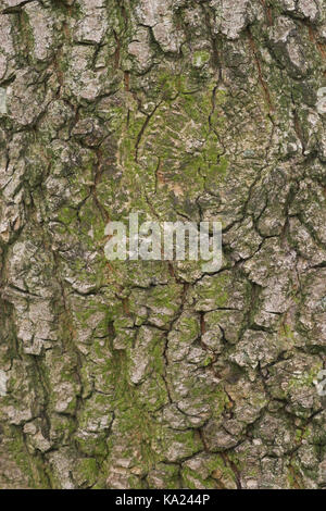 Gemeinsamen Ahorn, Acer Campestre, Feldahorn / Acer Campestre Stockfoto