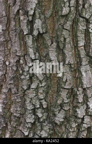 Gemeinsamen Ahorn, Acer Campestre, Feldahorn / Acer Campestre Stockfoto