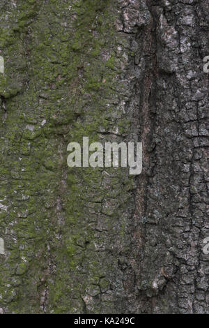 Gemeine Esche, Fraxinus Excelsior, Gemeine Esche / Fraxinus Excelsior Stockfoto