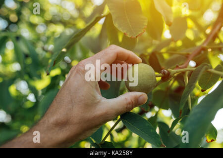 Landwirt Prüfung walnuss Frucht in organischen Garten gewachsen, männliche Hand, die reifende Frucht Stockfoto