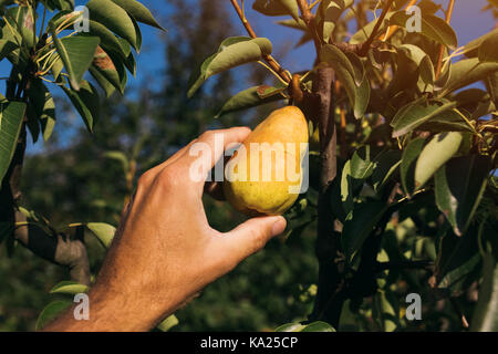 Bauer untersuchen und Kommissionierung Birne Obst in organischen Garten gewachsen, männliche Hand, die reifende Frucht Stockfoto