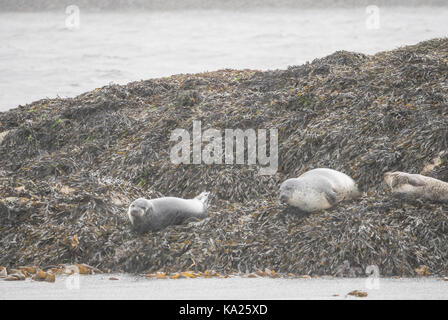 Dichtungen in Schottland Stockfoto