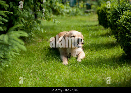 Labrador Golden Retriever Hund ist Nagen einen Holzstab auf grünem Gras in einem Garten Stockfoto