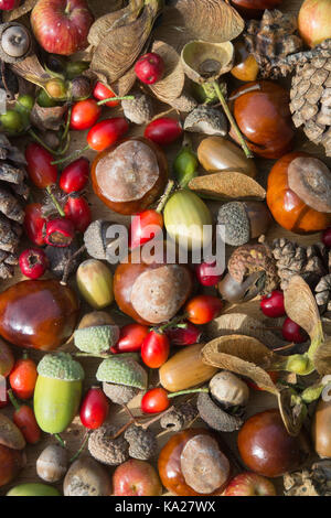 Sammlung von bunten Herbst Beeren, Früchte, Nüsse, Tannenzapfen und conkers in einem Muster Stockfoto