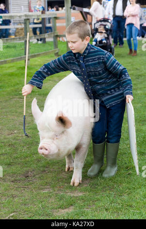 Sus scrofa domesticus, Englisch Großen Weißen durch einen Jungen gehandhabt werden Stockfoto