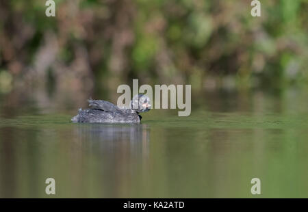 Küken - zwergtaucher Tachybaptus ruficollis.de Stockfoto