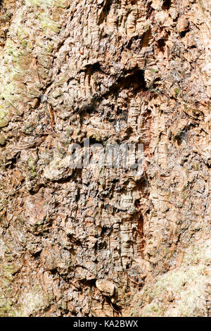 Nahaufnahme von texturierten Rinde des PSEUDOTSUGA MENZIESII (Douglasie) Stockfoto