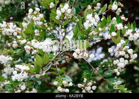 Die weißen Blüten der Luma apiculata (Chilenische Myrte) Stockfoto