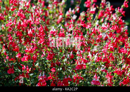 Strauß roter Blüten von Origanum vulgare (Hot Lips) Stockfoto