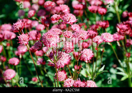 In der Nähe von rosa Blüten der Astilbe (hadspen Blut) Stockfoto