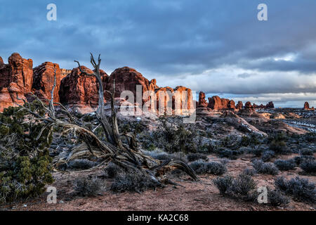 Verwitterter Baum und Sandstein Felsformationen, Garten Eden, Arches-Nationalpark, Moab, Utah, USA Stockfoto