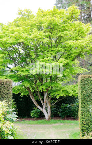 Grüne Feder Laub von Senkaki Acer palmatum (Coral Rinde Ahorn) Stockfoto