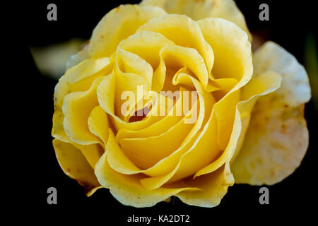 In der Nähe der Rose Blume in der Bowes-Lyon Rosengarten an der RHS Wisley, Surrey, UK, September Stockfoto